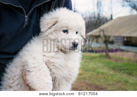 maremma sheepdog puppy