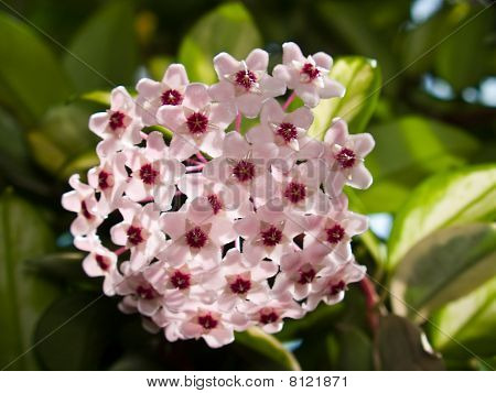 Hoya Carnosa Cv. Variegata