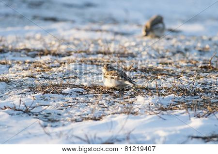 Snow Bunting