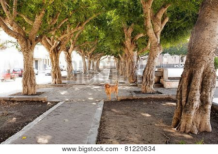 avenue of trees and stray dog in Siracusa, Sicily