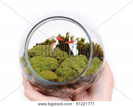 Terrarium In Hands.