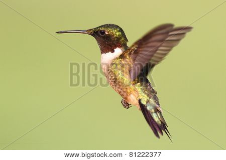 Ruby-throated Hummingbird (archilochus Colubris)