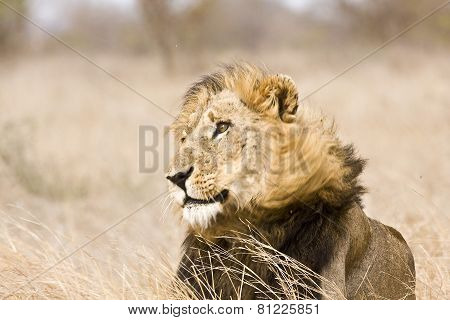 portrait of a wild male lion, Kruger, South Africa