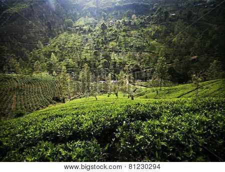 Tea plantation landscape in Sri Lanka