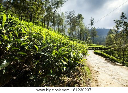 Tea plantation landscape in Sri Lanka