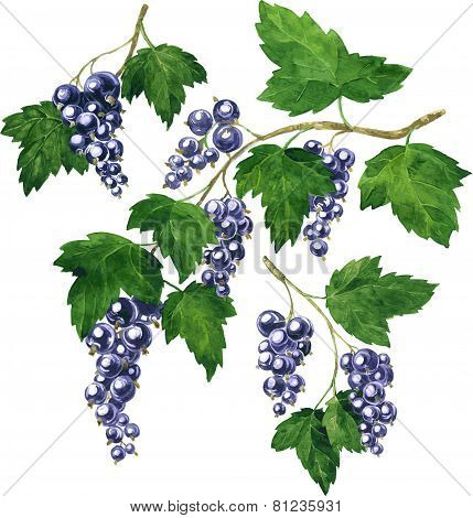three branches of black currants