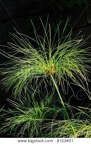 Cyperus Papyrus detail