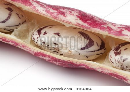 ถั่ว Borlotti ปิด