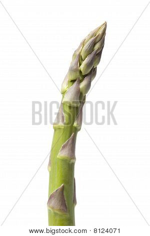 Grünspargel zeigen close up