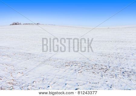 Winter Field Landscape