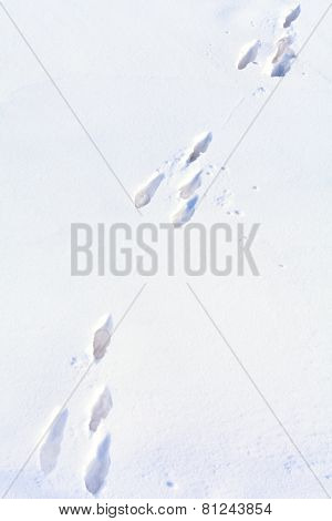 Snow Rabbit Foot Prints