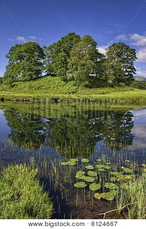 Lilien auf dem Fluss brathay