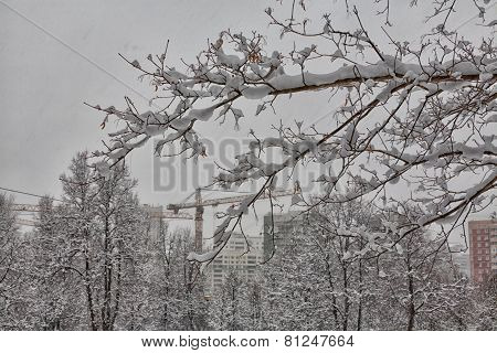 Snow In The City