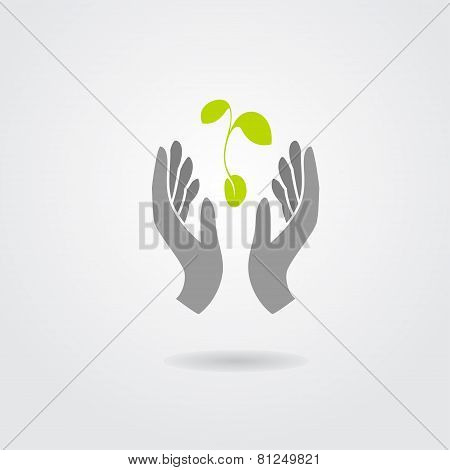 Hands and plant isolated on white background