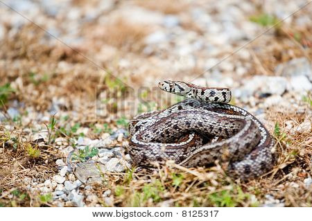 Leopar Snake