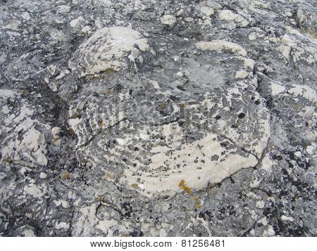 Old fossils on the island of Gotland