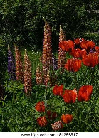 Lupines and Poppies