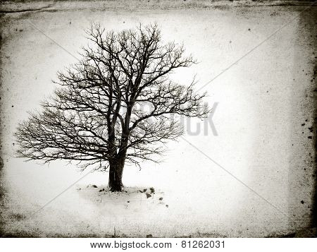 Lone Tree Without Leaves