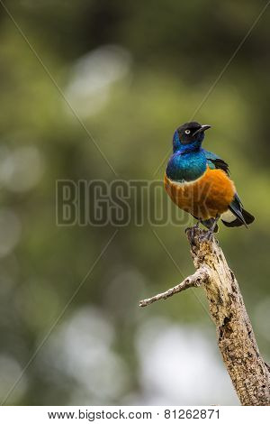 Colourful Bird Superb Starling Sits On A Branch On A Bright Blue-green Background.