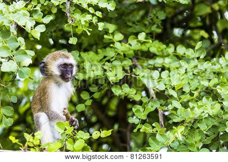 Vervet Monkey (cercopithecus Aethiops) Sitting In A Tree, South Africa