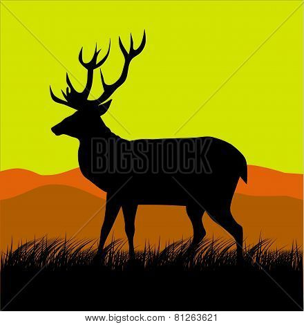 Deer on Sunset