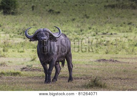 African Buffalo (syncerus Caffer) On The Grass. The Photo Was Taken In Ngorongoro Crater, Tanzania