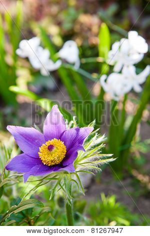 Pasque Flower