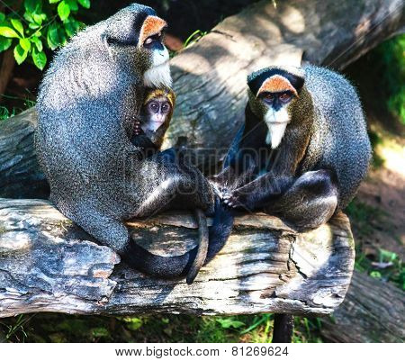 Brazza´s monkey family in the sunshine