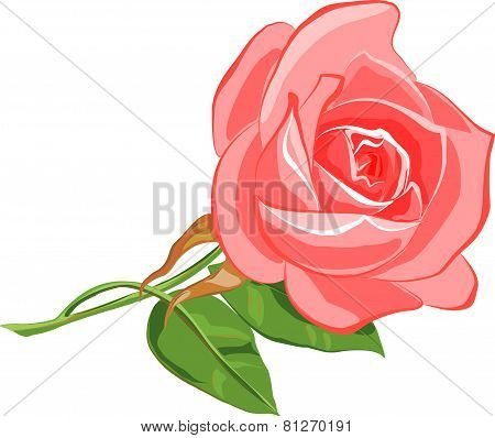 Pink rose.