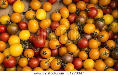 Organic Cherry Tomatoes At Harvest