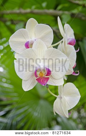 Blooming orchid Phalaenopsis (lat. Orchidáceae)