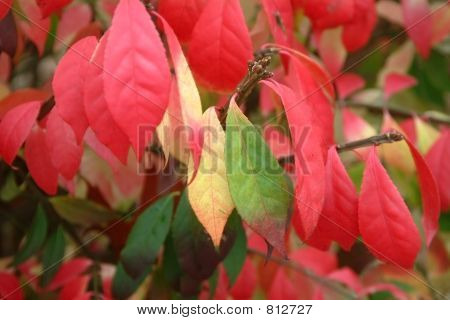 Autumn has come
