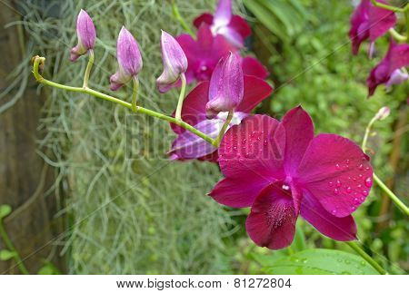 Blooming orchid Phalaenopsis (lat. Orchidáceae)
