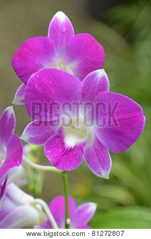 Blooming orchid Phalaenopsis (lat. Orchidáceae)