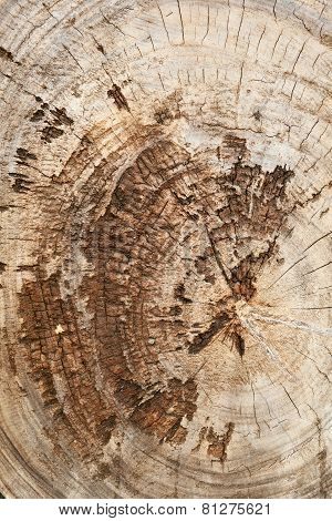 Old teak wood stump