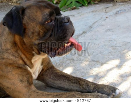 Cane (Boxer)