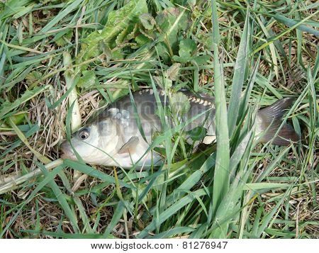 little fish