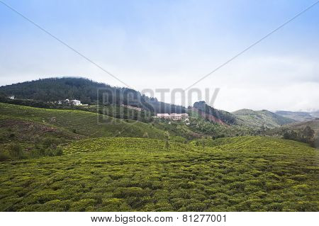 Green Field