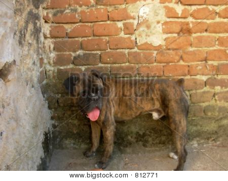 Cane (Boxer)