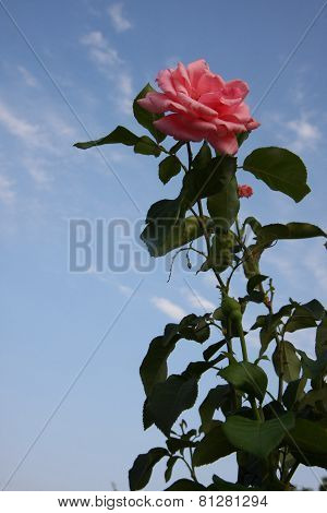 Pink Rose