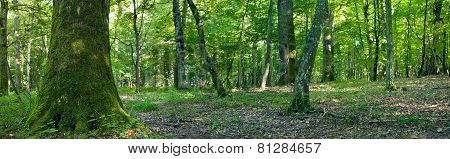 Deciduous Forest