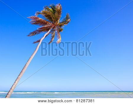 Palm Tree Over Caribbean Sea