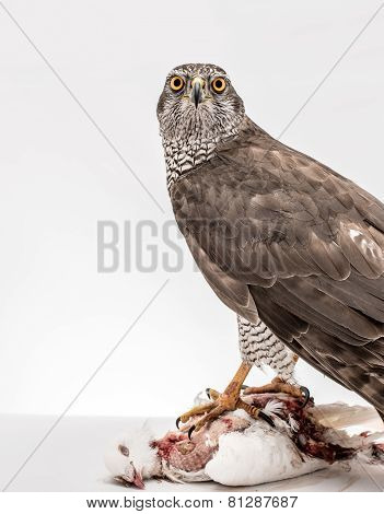 Fanciers hawk