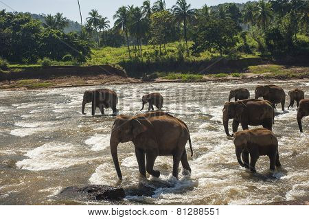 Elephants