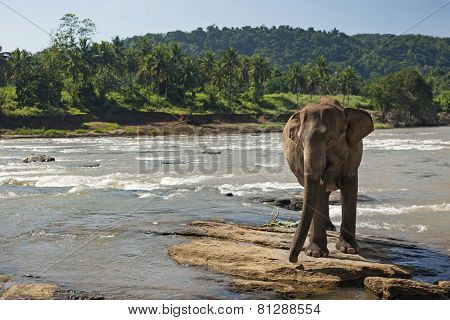 Elephant