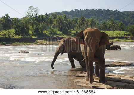 Elephants