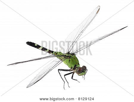 Východní Pondhawk, Erythemis Simplicicollis