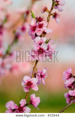 Pfirsich Blume blüht im Frühling