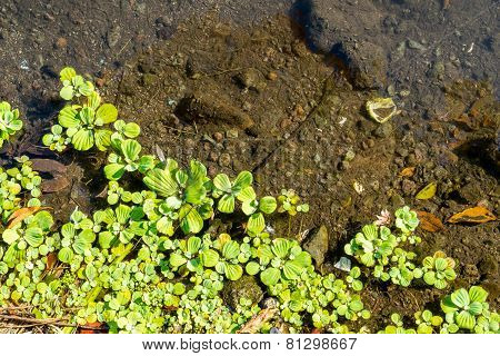 Duckweeds Floating On Water At Lagoon