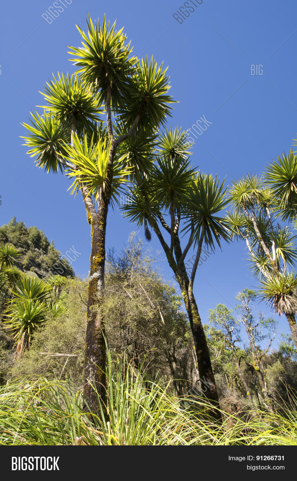 Cabbage Tree One Most Image & Photo (Free Trial) | Bigstock